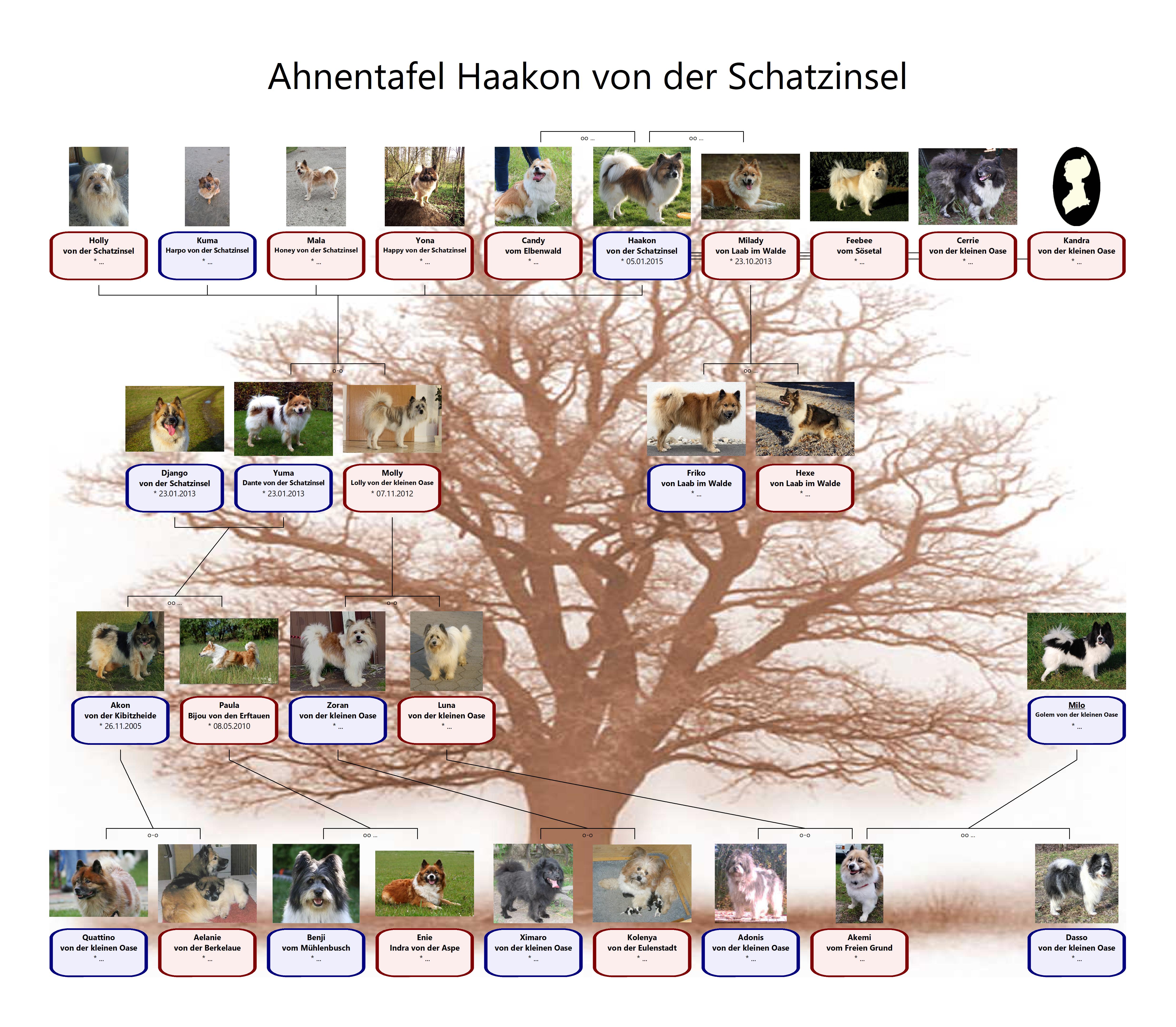 Ahnentafel Haakon von der Schatzinsel Okt 2017