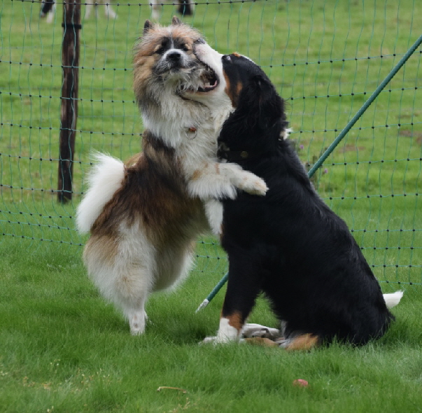 Haakon mit Bella