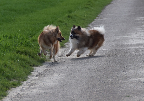 Haakon und Bo