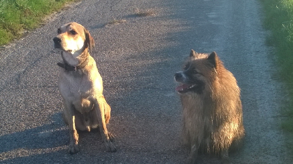 Haakon und Boomer